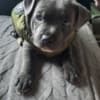 Staffordshire bull puppies for sale photo 2
