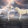 Central Asian Shepherd Puppies photo 1