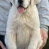 Central Asian Shepherd Puppies photo 2