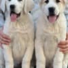 Central Asian Shepherd Puppies photo 3