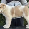 Central Asian Shepherd Puppies photo 4