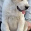 Central Asian Shepherd Puppies photo 5