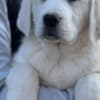 Central Asian Shepherd Puppies photo 6