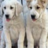 Central Asian Shepherd Puppies photo 8