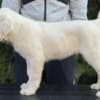 Central Asian Shepherd Puppies photo 9