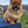 Chow Chow Puppies photo 2