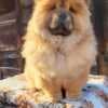 Chow Chow Puppies photo 7
