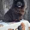 Chow Chow Puppies photo 8