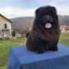 Chow Chow Puppies photo 9