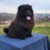 Chow Chow Puppies photo 10