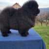 Chow Chow Puppies photo 11