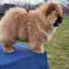 Chow Chow Puppies photo 12