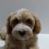 Havanese Bichon puppies photo 2
