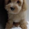 Havanese Bichon puppies photo 3