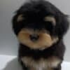 Havanese Bichon puppies photo 4