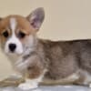 Welsh Corgi Pembroke puppies photo 1