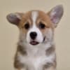Welsh Corgi Pembroke puppies photo 2