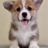 Welsh Corgi Pembroke puppies photo 4