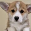 Welsh Corgi Pembroke puppies photo 5