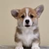Welsh Corgi Pembroke puppies photo 6