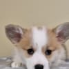 Welsh Corgi Pembroke puppies photo 7