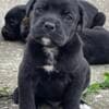 Cane Corso puppies photo 1