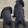 Cane Corso puppies photo 2