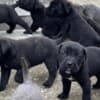 Cane Corso puppies photo 3