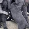 Cane Corso puppies photo 4