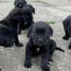 Cane Corso puppies photo 5