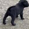 Cane Corso puppies photo 6
