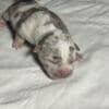 American bully pocket photo 3