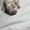 American bully pocket photo 4