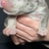 American bully pocket photo 5