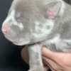 American bully pocket photo 6