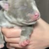 American bully pocket photo 8
