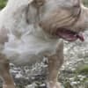 American bully pocket photo 9