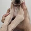 Italian Greyhound Puppies photo 1