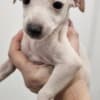 Italian Greyhound Puppies photo 2