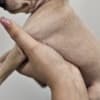 Italian Greyhound Puppies photo 3