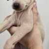Italian Greyhound Puppies photo 4