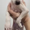 Italian Greyhound Puppies photo 5