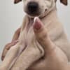 Italian Greyhound Puppies photo 6
