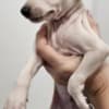 Italian Greyhound Puppies photo 7