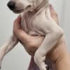 Italian Greyhound Puppies photo 8