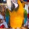 Macaw Parrots for Sale photo 1