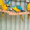 Macaw Parrots for Sale photo 3