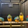 Macaw Parrots for Sale photo 4