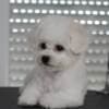 Bichon Frise puppies photo 1