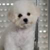 Bichon Frise puppies photo 2